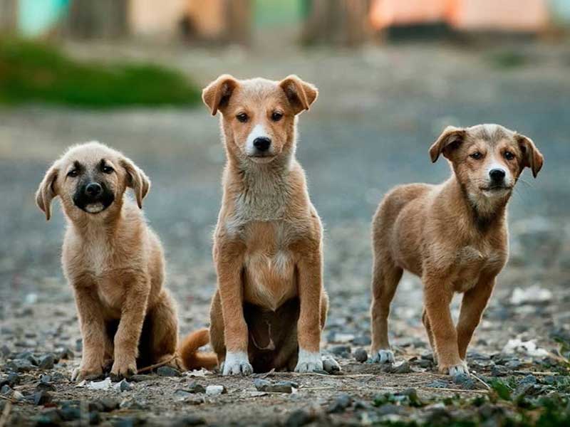 What food is good for street dogs?