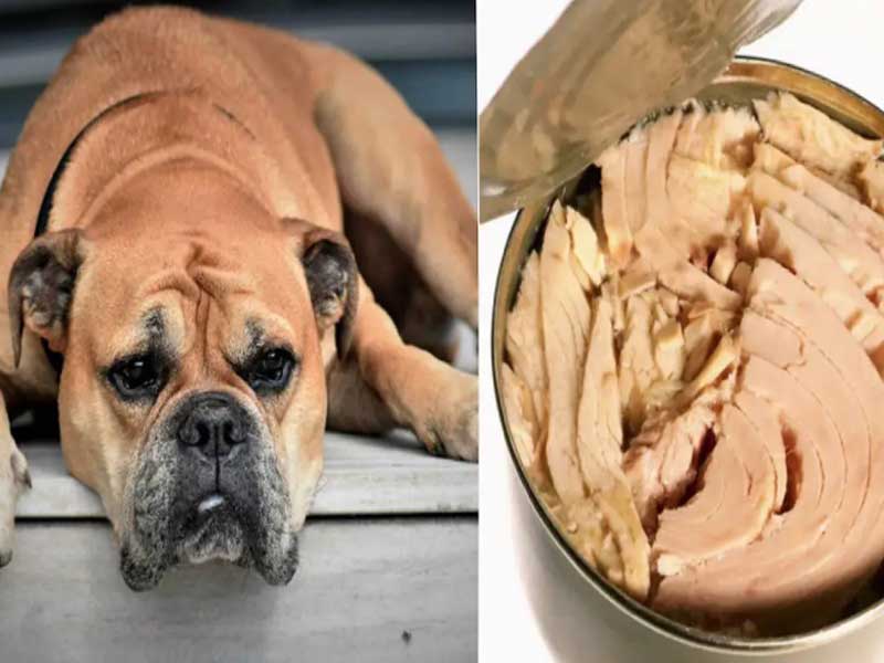 Can Dogs Eat Canned Tuna?