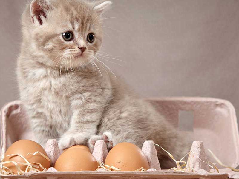 Can cats eat scrambled eggs?
