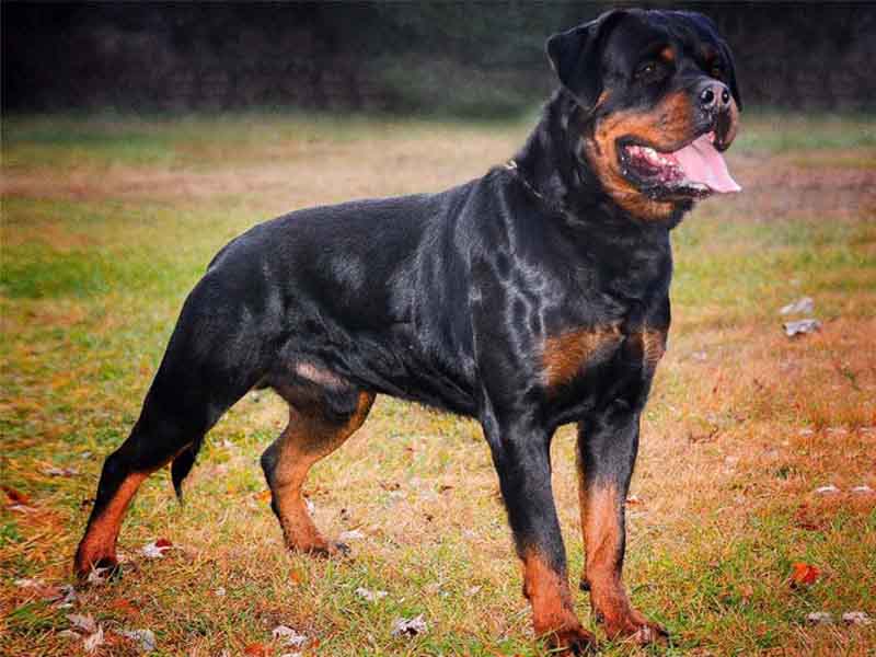 are rottweilers expensive to keep