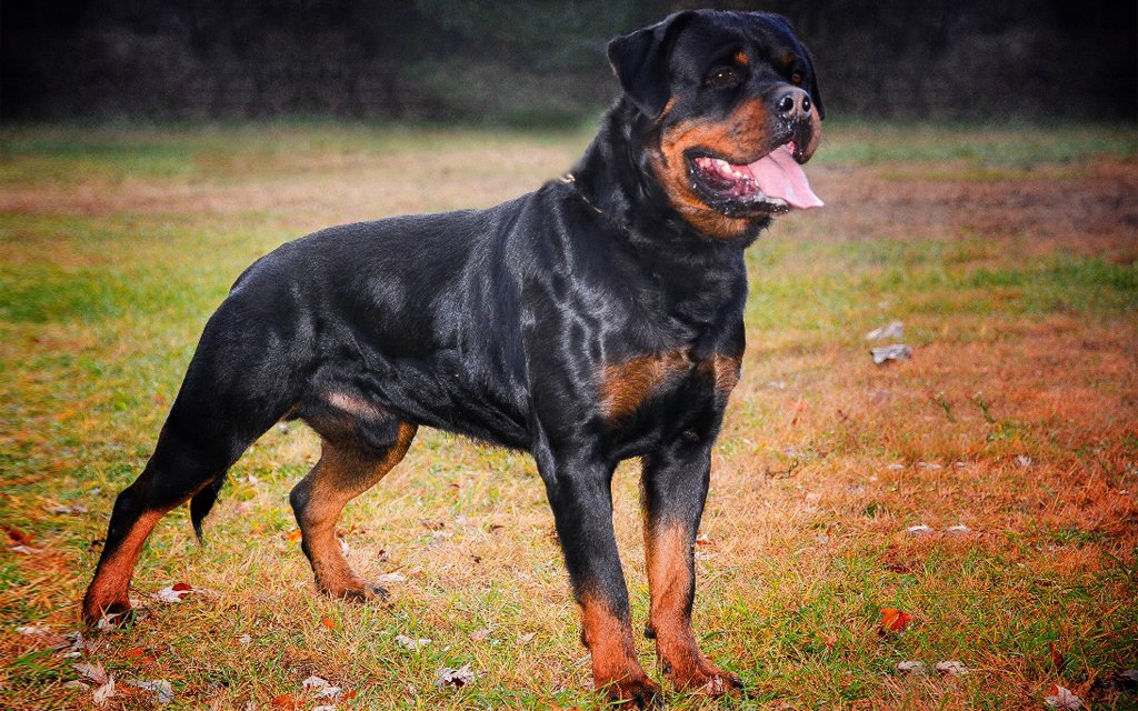 What is the price of a rottweiler puppy 