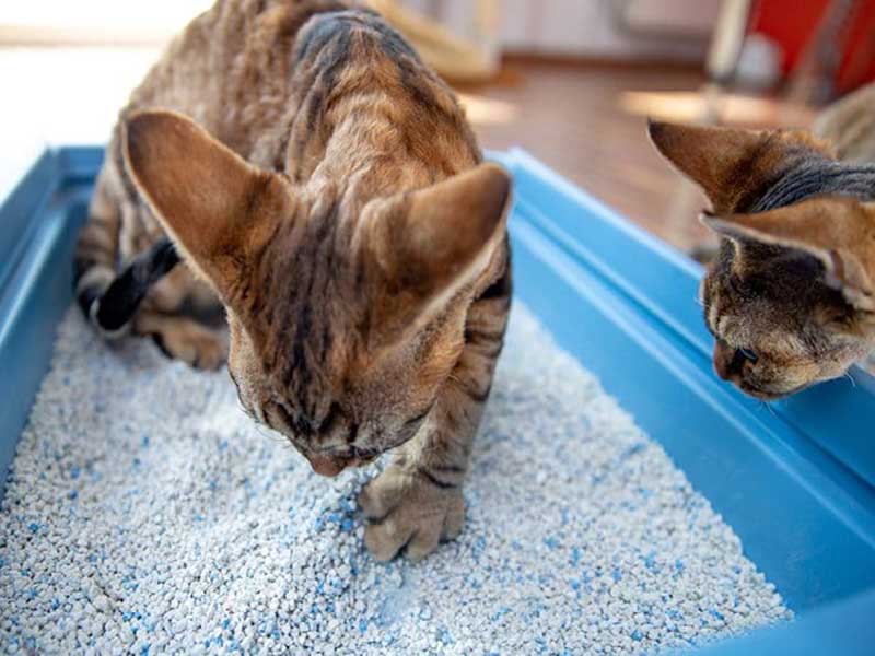 Top Cat Litters in India | PetIndiaOnline