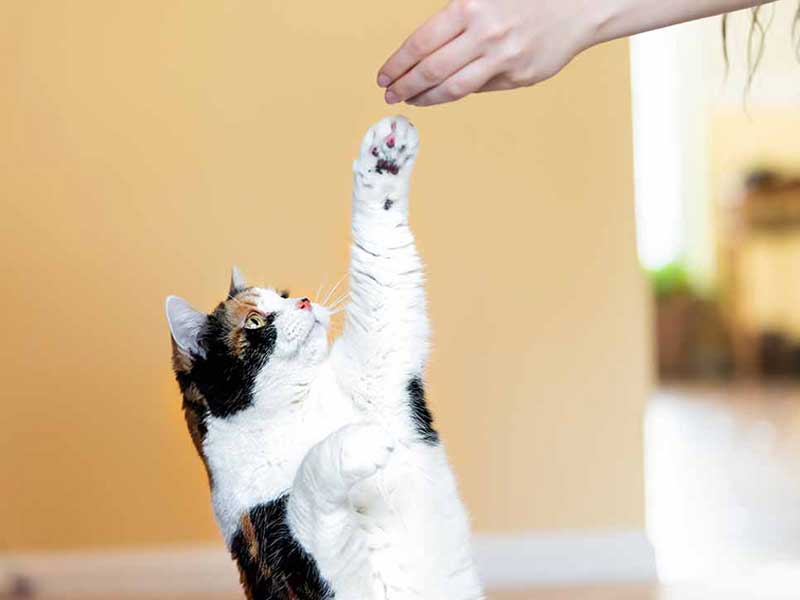 Training a Cat