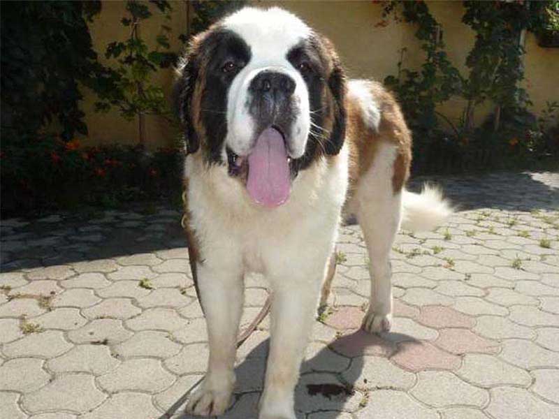 Saint Bernard price in india, Saint Bernard Dog Breed Information, Kolkata