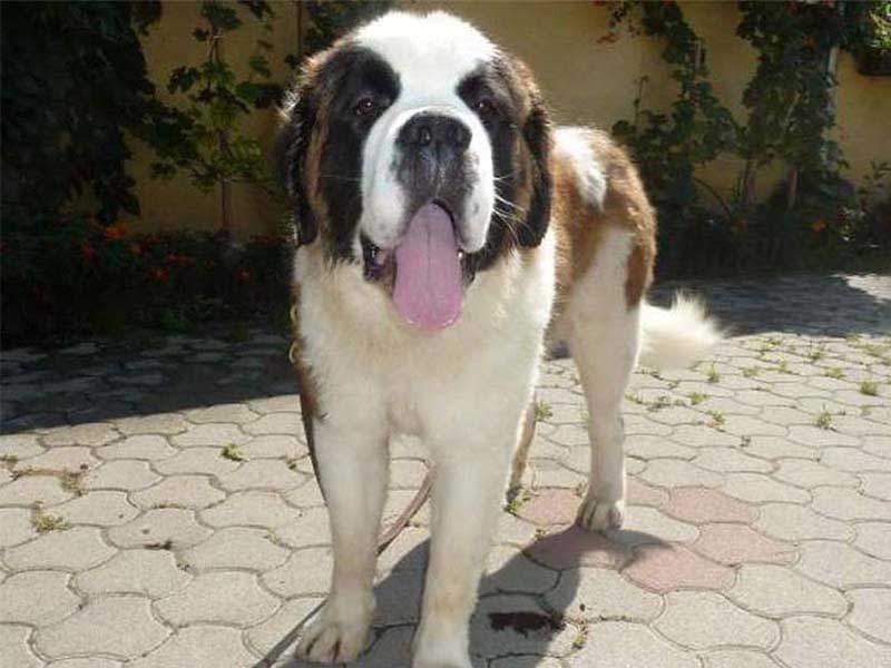 how much is a st bernard puppy