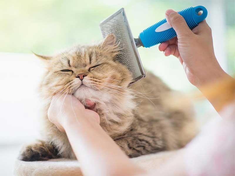 Do Cats Need Grooming?