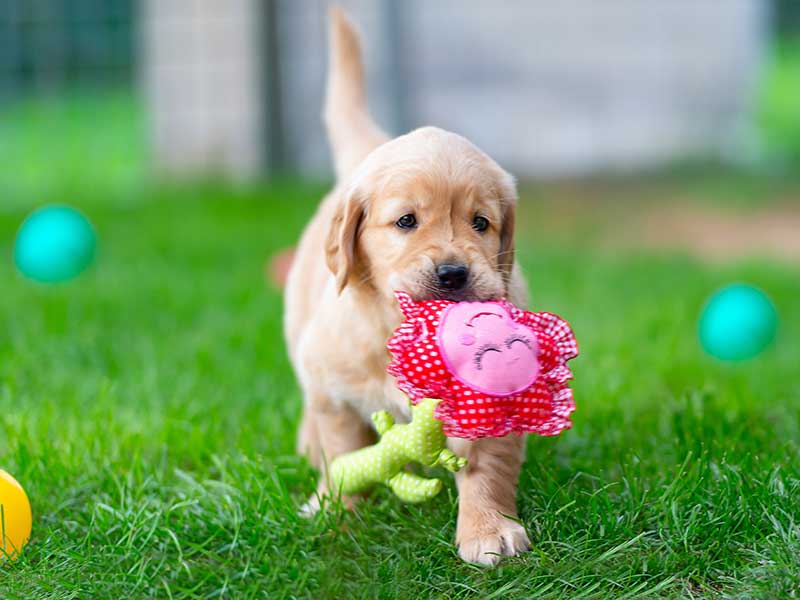 A Guide to Choosing the Safest Toys for Pets | PetIndia Online