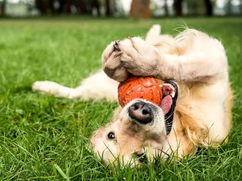 A Guide to Choosing the Safest Toys for Pets | PetIndia Online