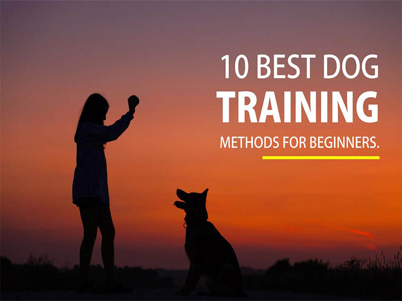 10 Best dog training methods for beginners. 