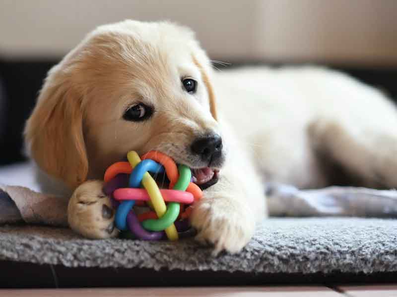 Best Toys for your Furry Friend