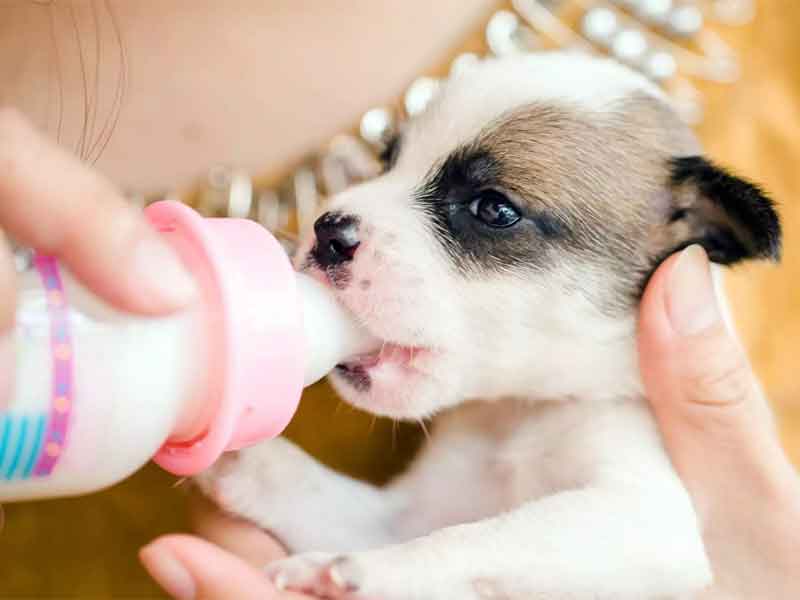 is it good to give puppies milk