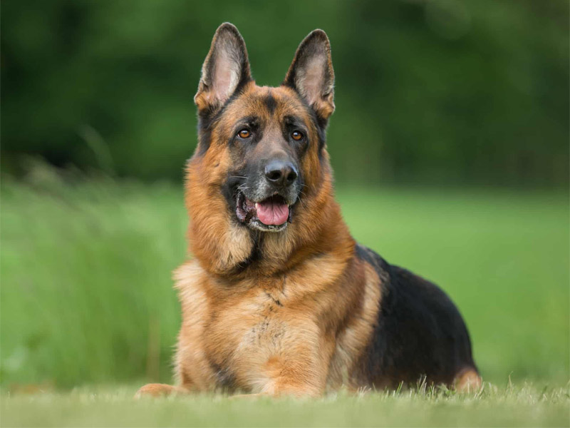 Everything you need to know about German Shepherds
