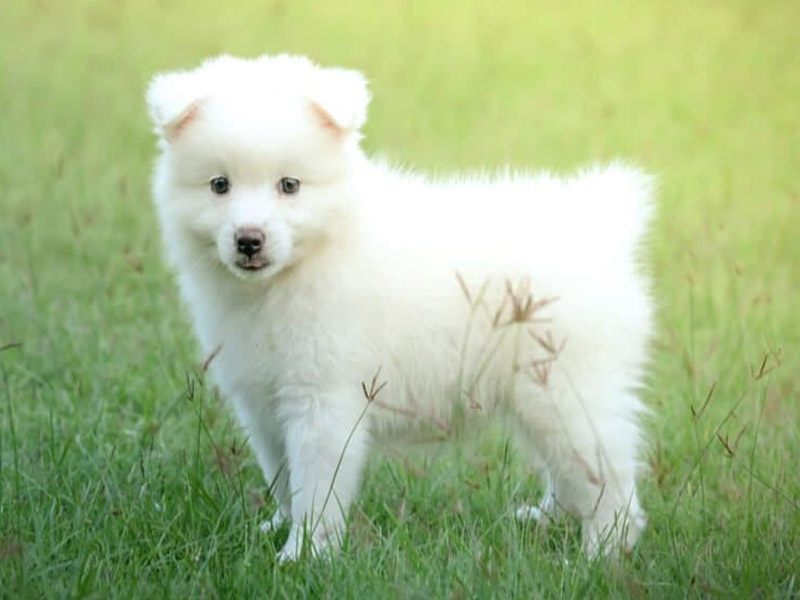 What is the cost of a Finnish Spitz Dog Breed puppy in India?