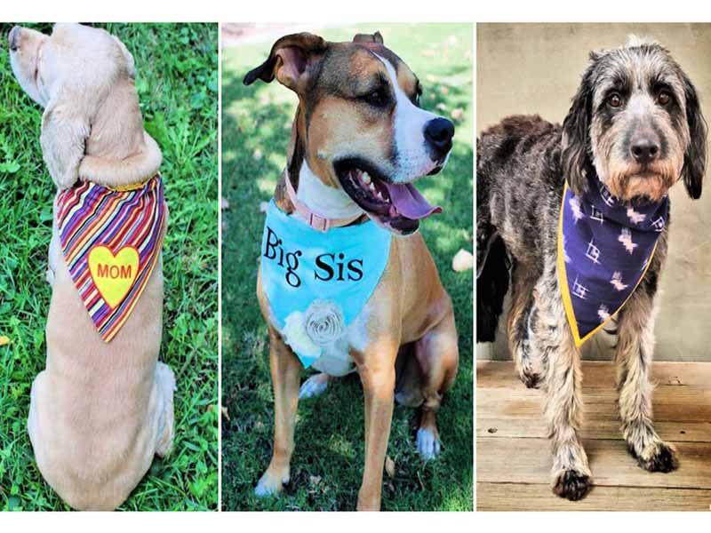 Ways to Tie a Bandana Around a Dog’s Neck