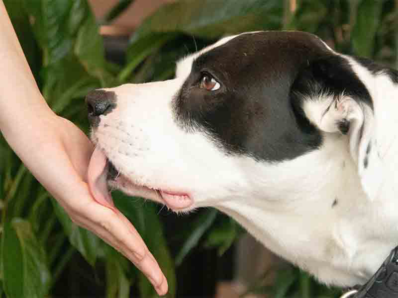 The Best Pet for a Lonely Person