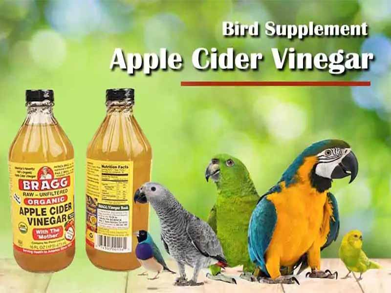 Bird Supplement Apple Cider Vinegar Dosage | petindiaonline.com