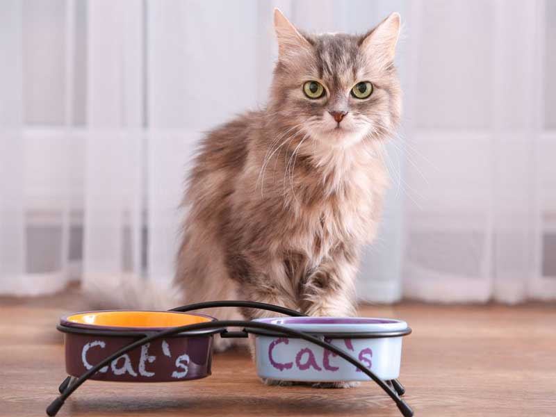  Are Raised Bowls bad for Cats?