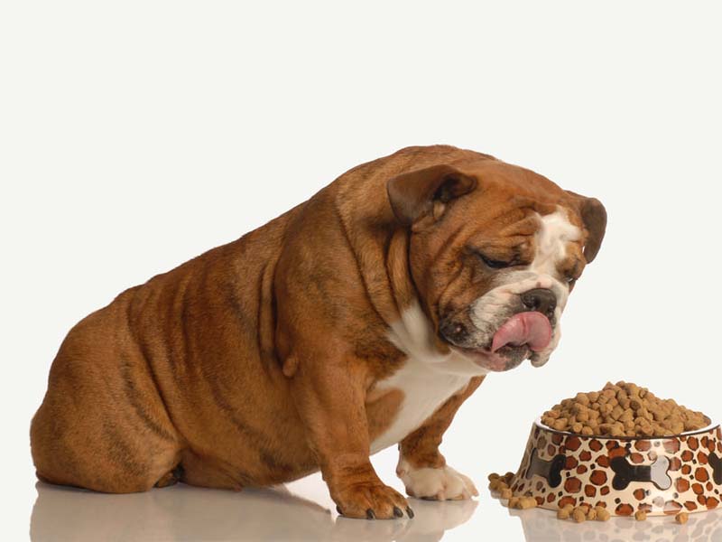 Can Dry Dog Food Cause an upset stomach? Do You Need to Be Concerned?