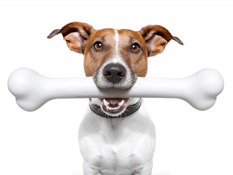What If A Puppy Eats Calcium Bone Without Chewing Properly? It Could Mean Trouble!