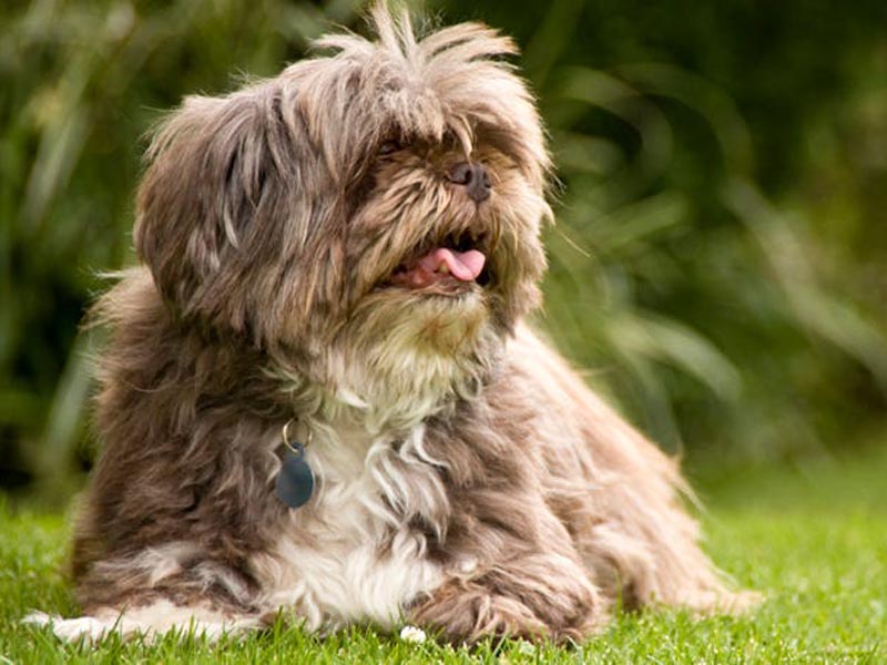 Feeding Your One-Year-Old Lhasa Apso Dog: What You Need to Know