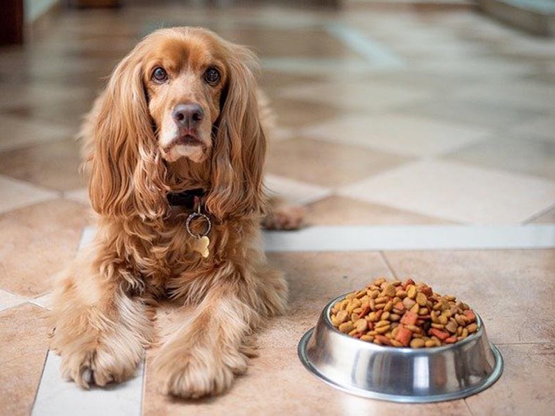  Best Ethically Produced Food to Feed your Pets | PetIndia Online