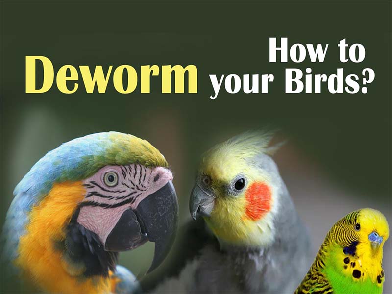 Common Bird Parasites Worms: Symptoms | Diagnosis | Treatment | Vetafarm Wormout gel | petindiaonline