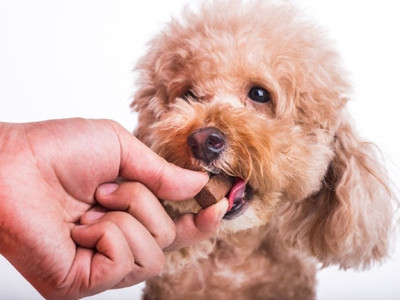Dog Treats: The Dos And Don'ts For Every Situation
