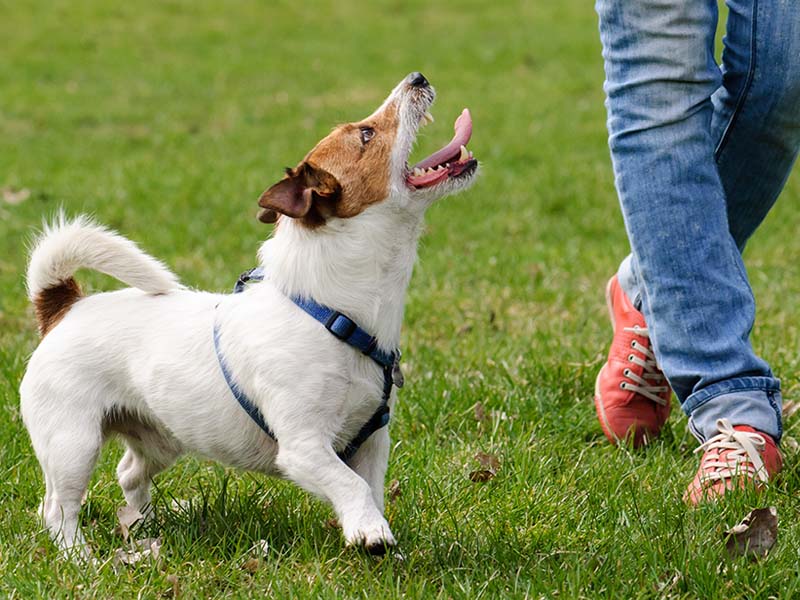 How to train your pets : Litter Training