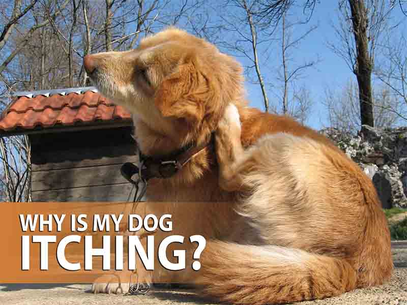 Dog Itching Causes and Solutions