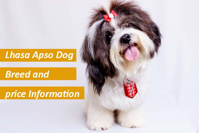 Lhasa Apso Dog Breed and price Information in India, Bengal, Kolkata
