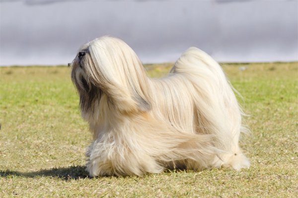 Lhasa Apso Dog Breed and price Information in India, Bengal, Kolkata
