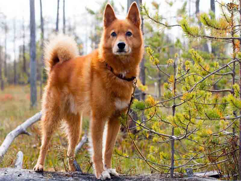 What is the cost of a Finnish Spitz Dog Breed puppy in India?