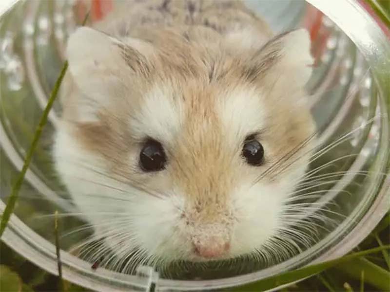 Is hamster the right pet for you?