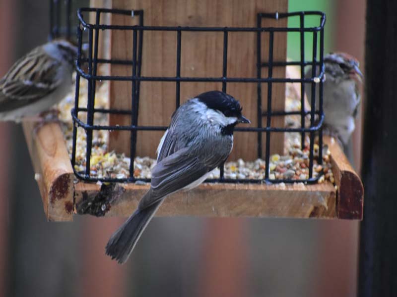 Bird feeder facts