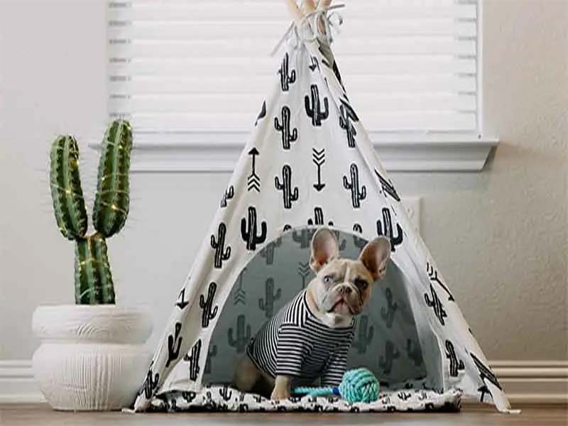 How to make your dog feel more at home?