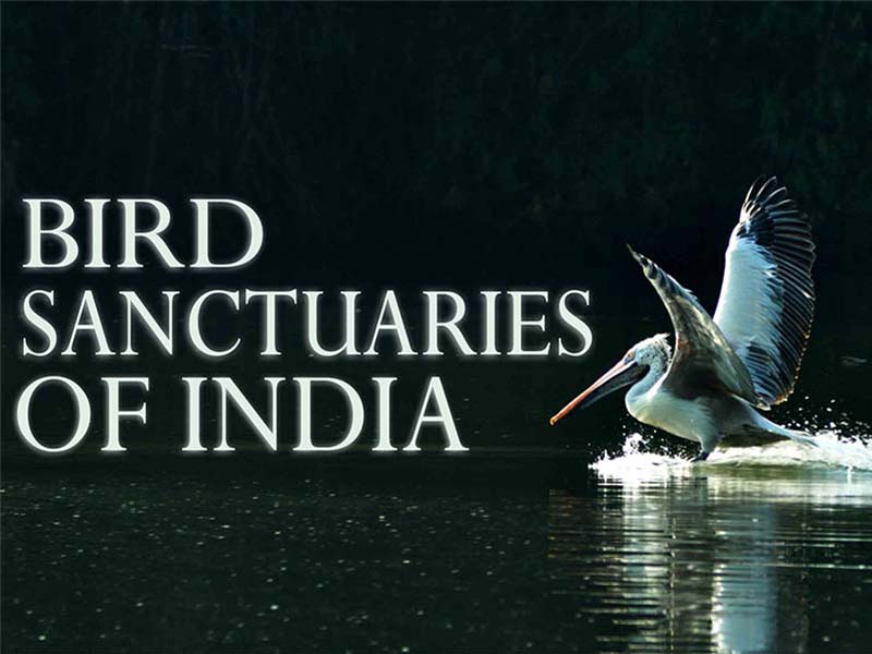Top Bird Sanctuaries in India