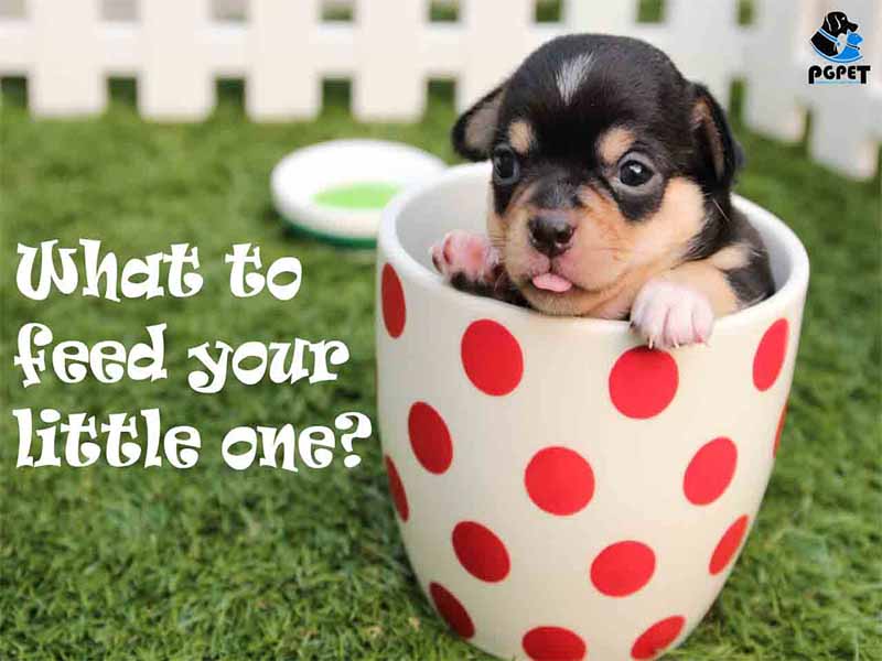 What to feed your little one?