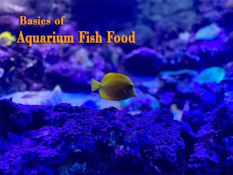 Basics of Aquarium Fish Food