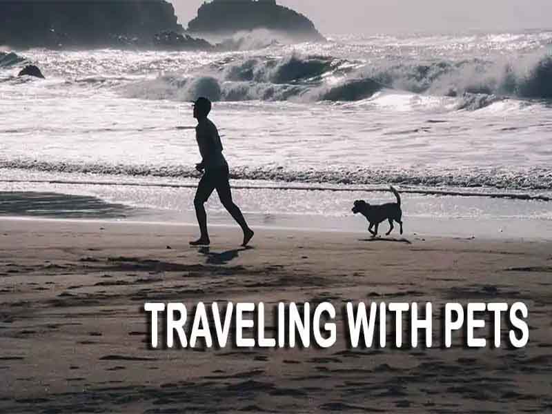 Traveling with pets: Car and Flight Travel
