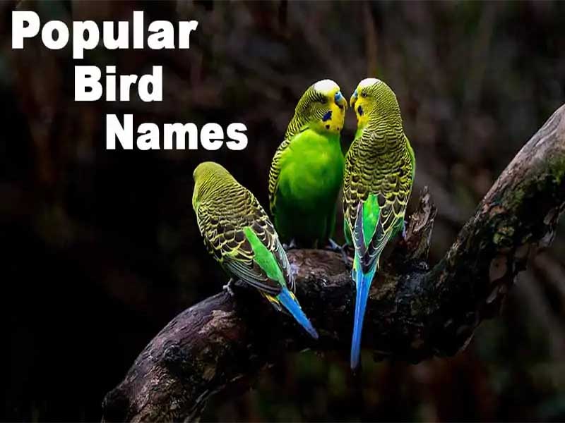 Popular Bird Names