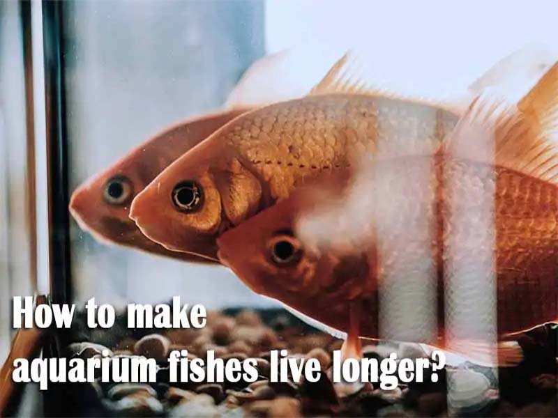 Why do aquarium fishes die?