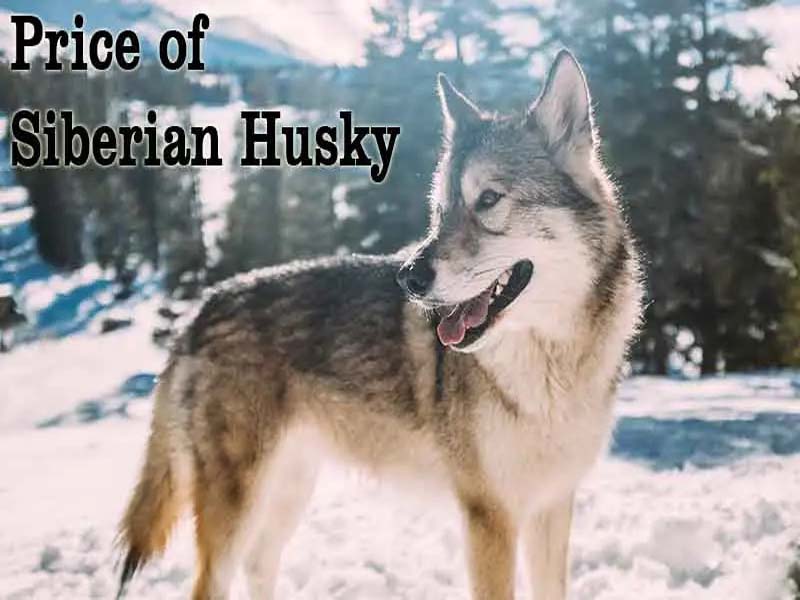 Price of Siberian Husky