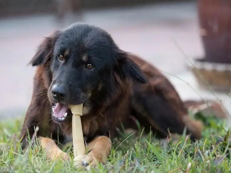 Do buffalo raw hides are used to make dog biscuits?