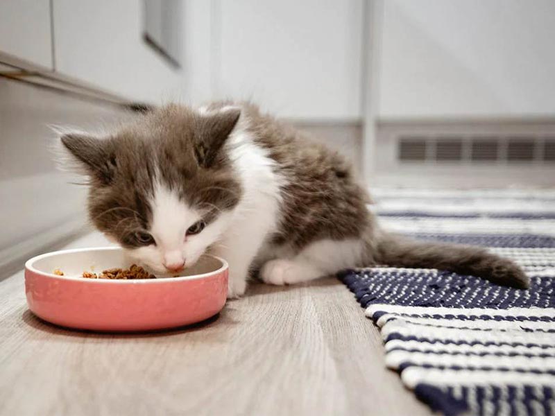 What Will Happen If My 2 Month Cat Eats 1 Year Cat Food 