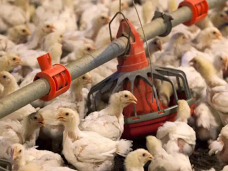 Should bird feed be given during a time when birds are dying  bird flu?