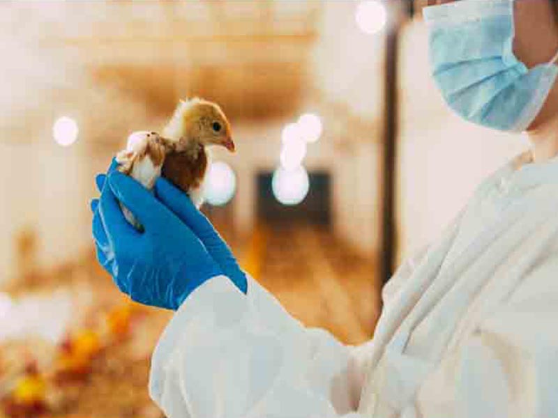 Do Bird Droppings Carry Disease in India?
