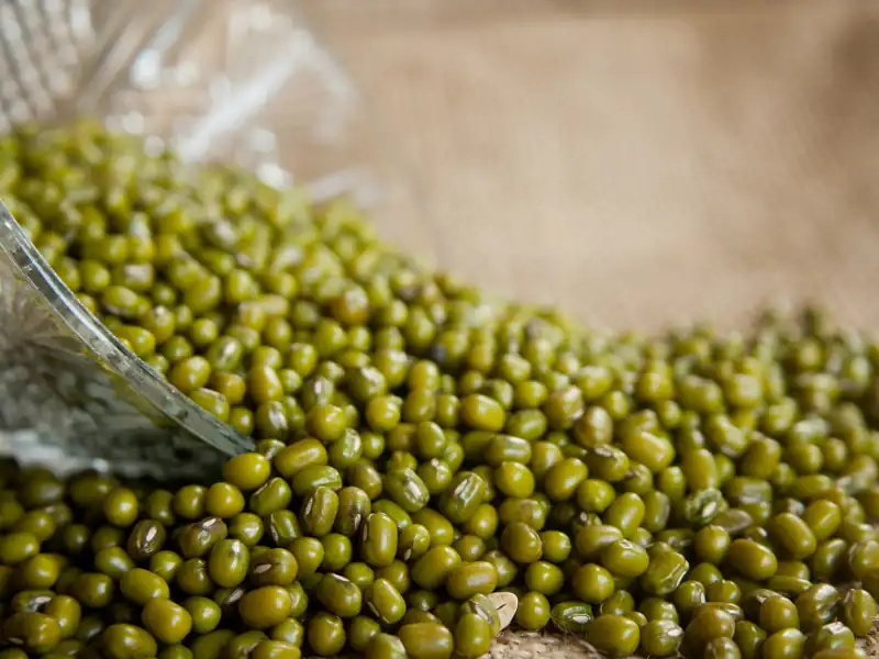 Specifications of mung beans green for bird feed?