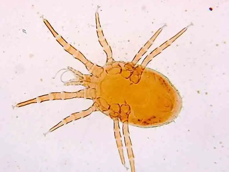 What is a Parasite in Birds?