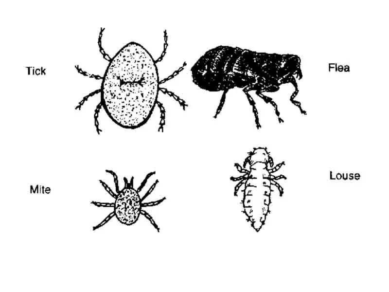 What are some external parasites of birds in India?