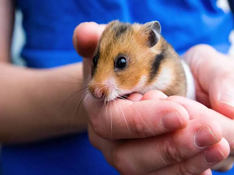What small animals can live alone in India?